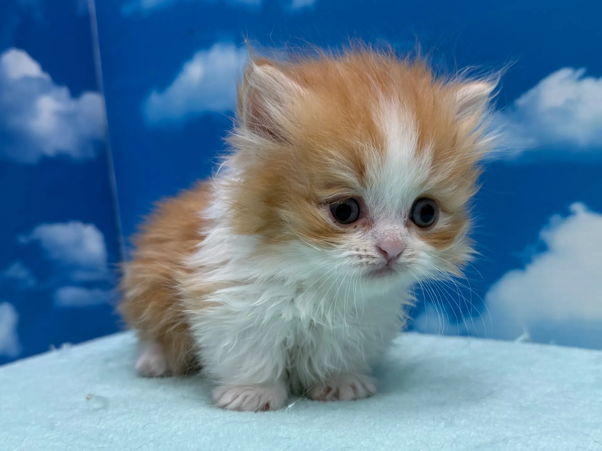 ミヌエット(短足)