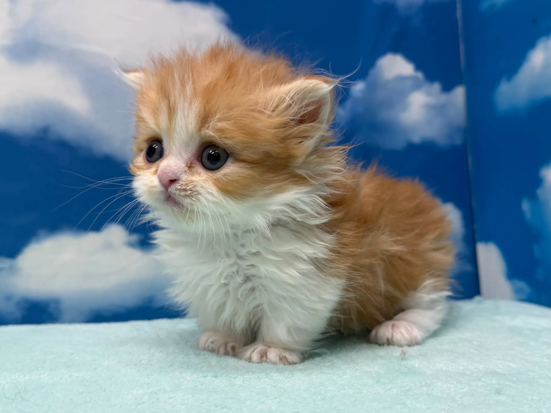 ミヌエット(短足)