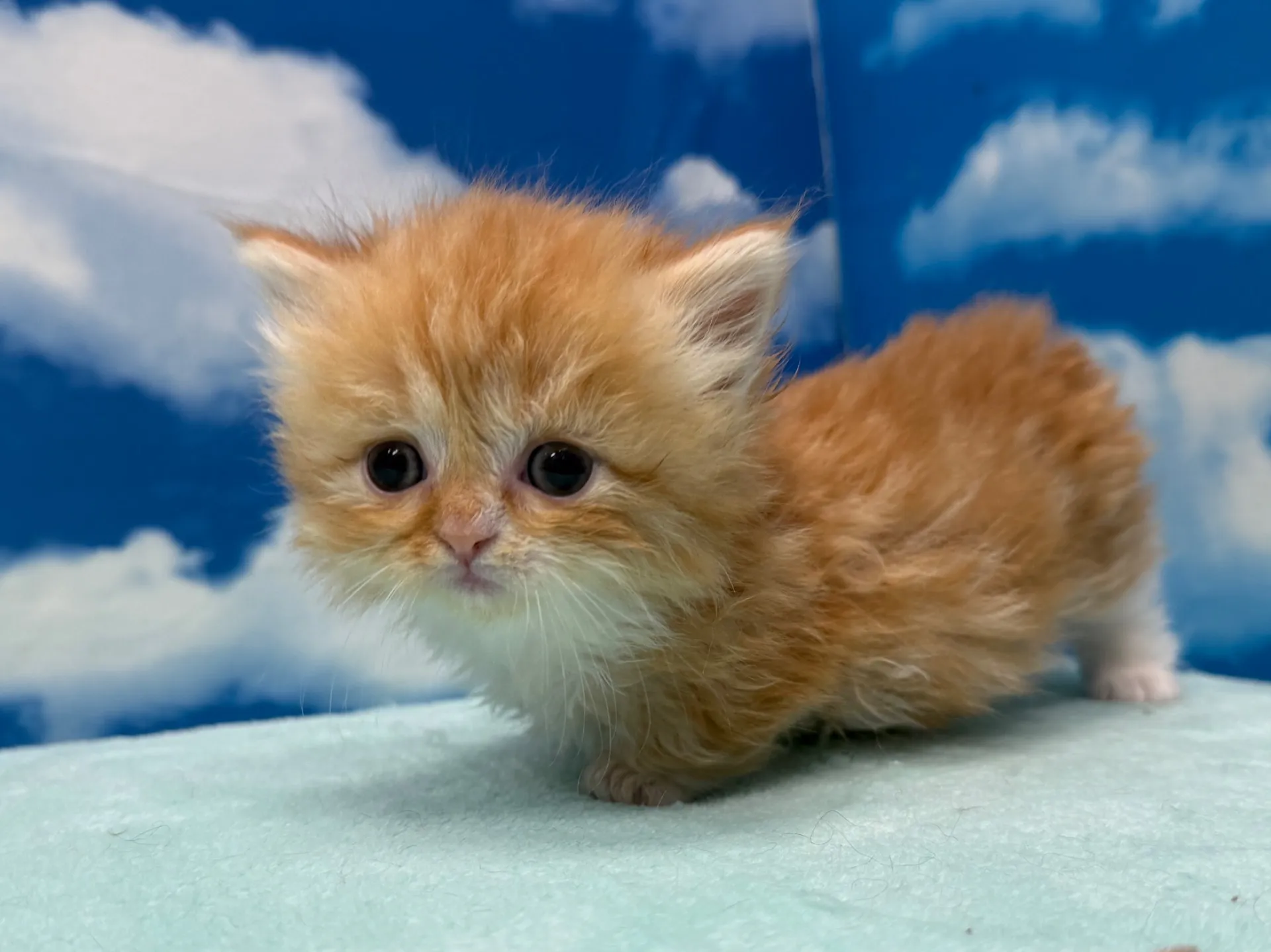 ミヌエット(短足)