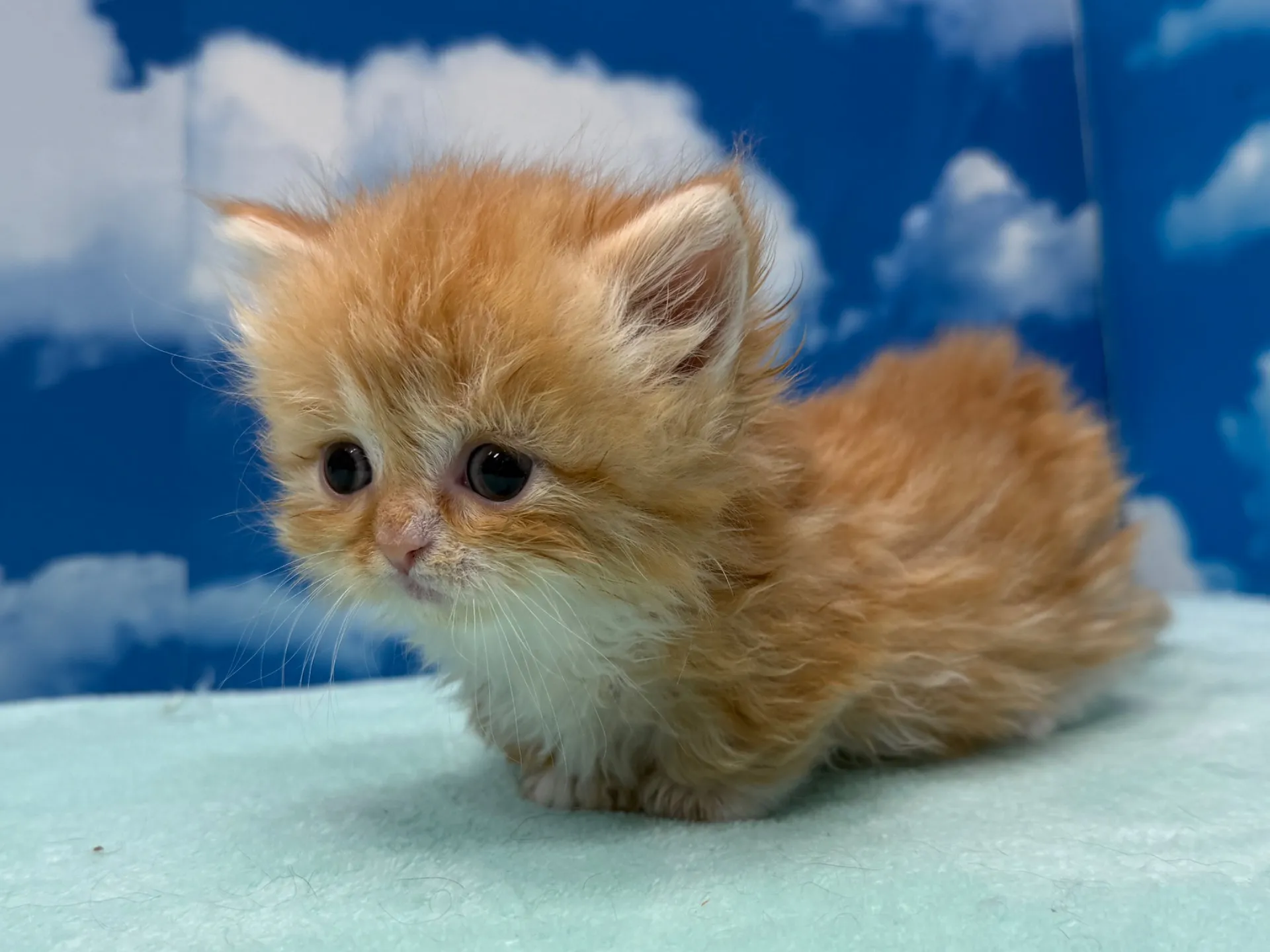 ミヌエット(短足)