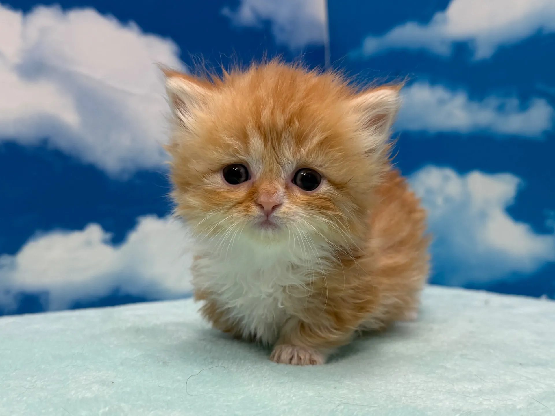 ミヌエット(短足)