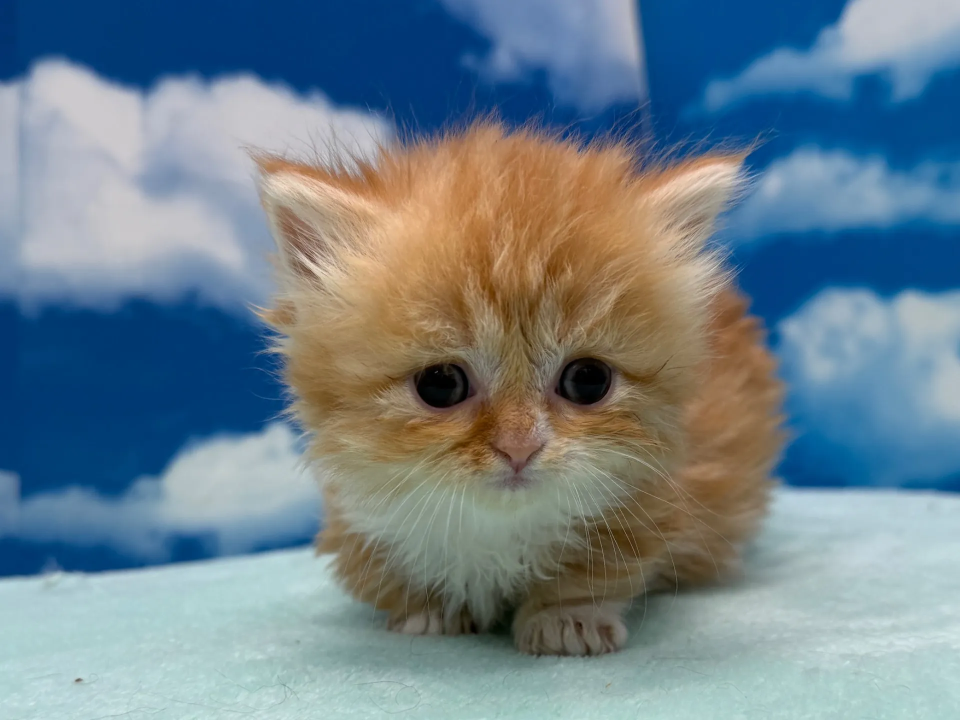 ミヌエット(短足)