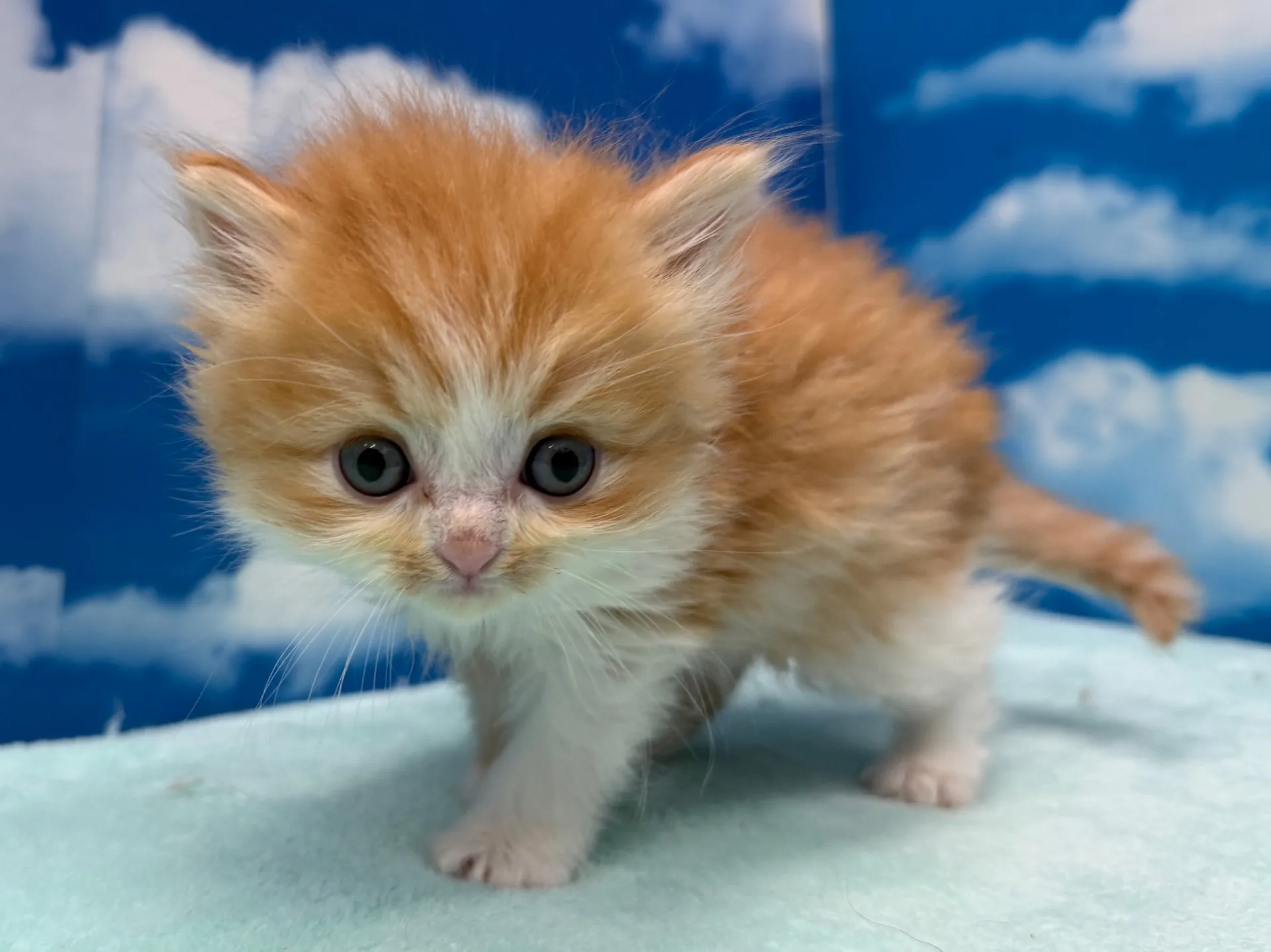 ミヌエット(長足)