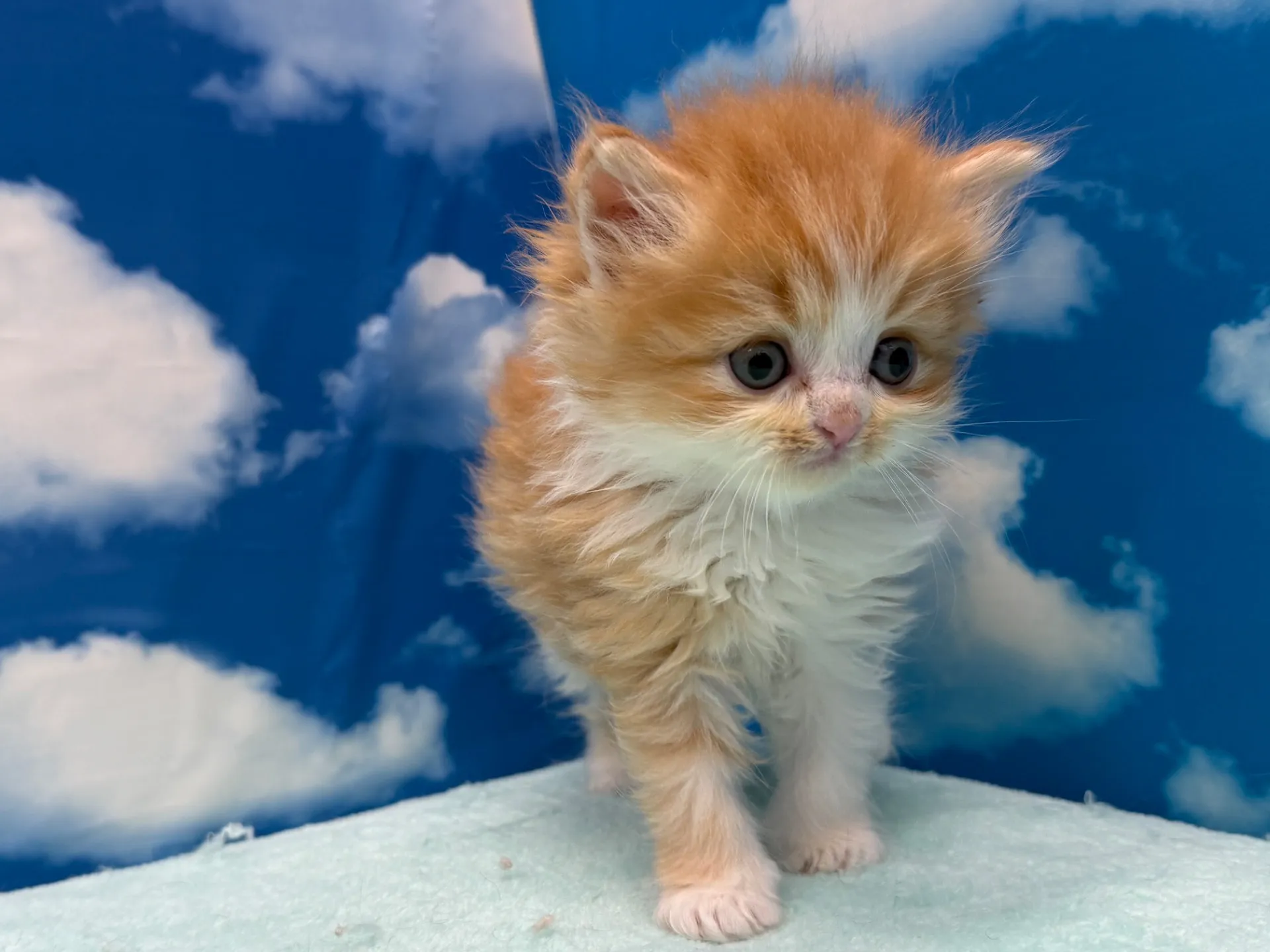 ミヌエット(長足)