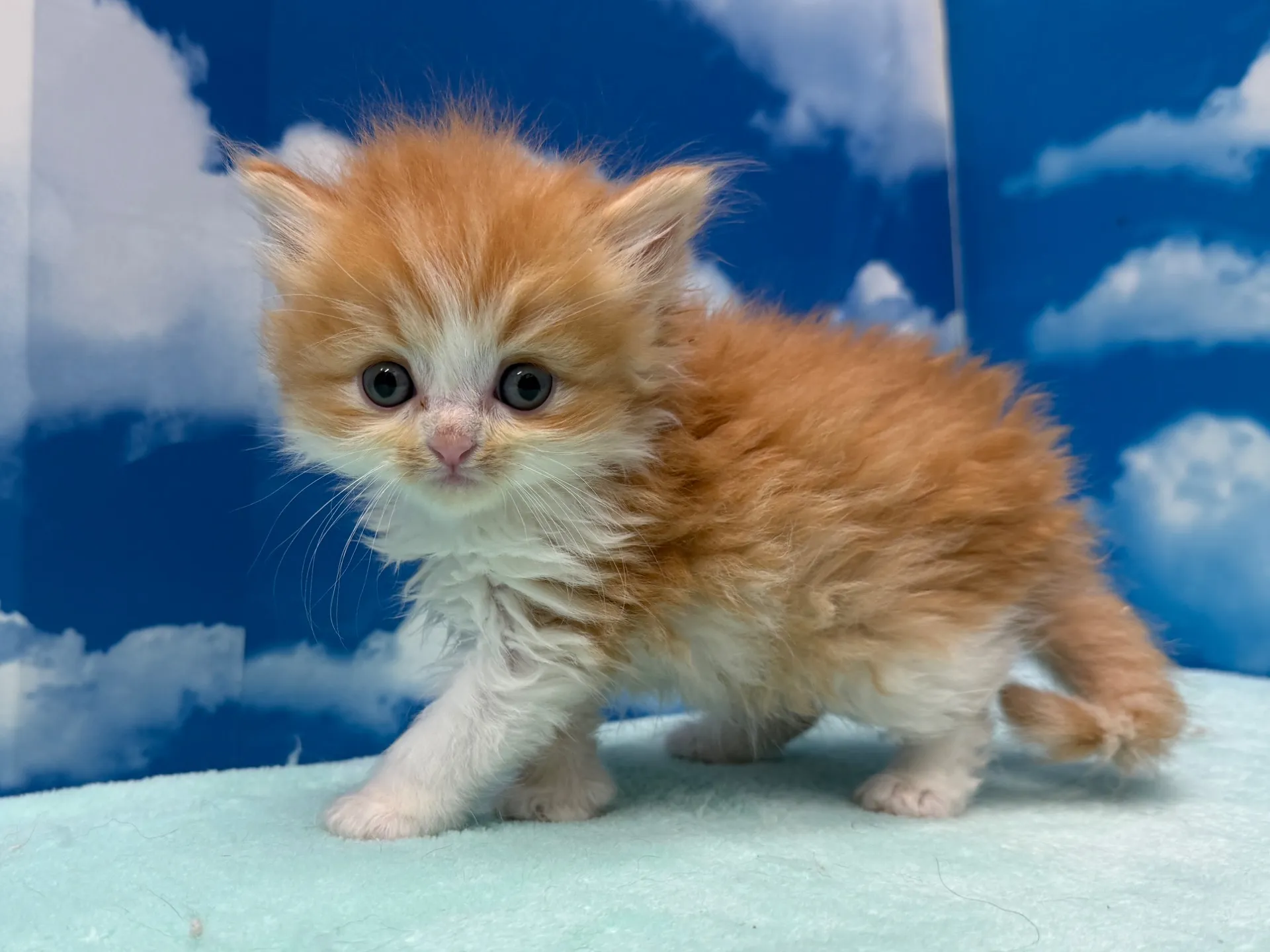 ミヌエット(長足)