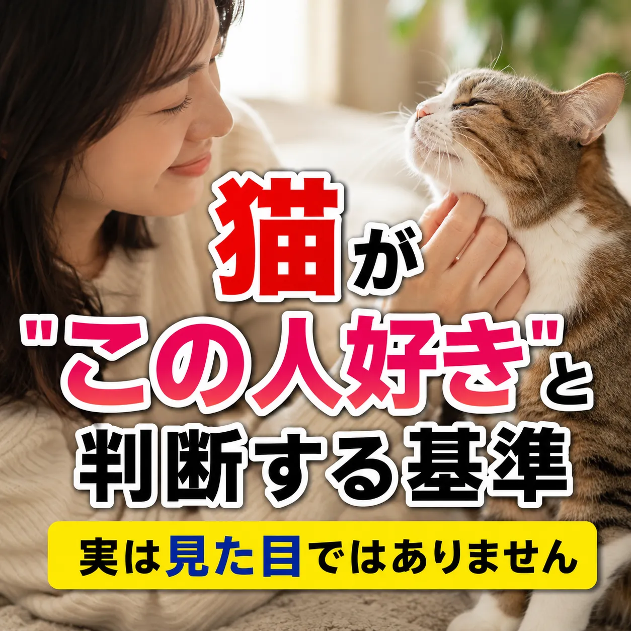 猫が